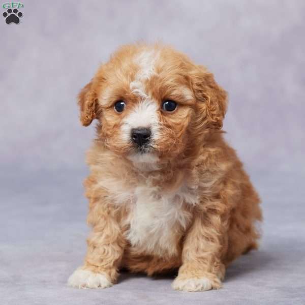 Eve, Cavapoo Puppy